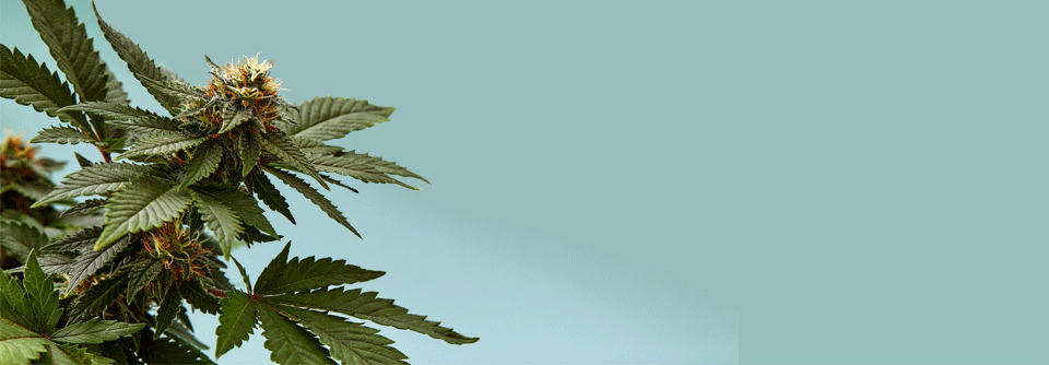 THC in Cannabis treibt Puls und Blutdruck in die Höhe Es gibt immer mehr Hinweise darauf, dass der Konsum von Cannabis das kardiovaskuläre Risiko erhöht.