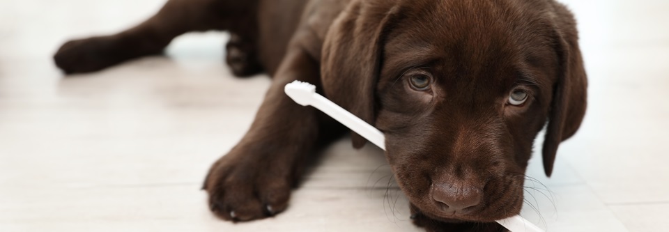 Hund in der Sprechstunde: Muss der Vierbeiner draußen bleiben? Es gibt keine Gesetzesnorm, die den Aufenthalt von Hunden in Arztpraxen verhindert.
