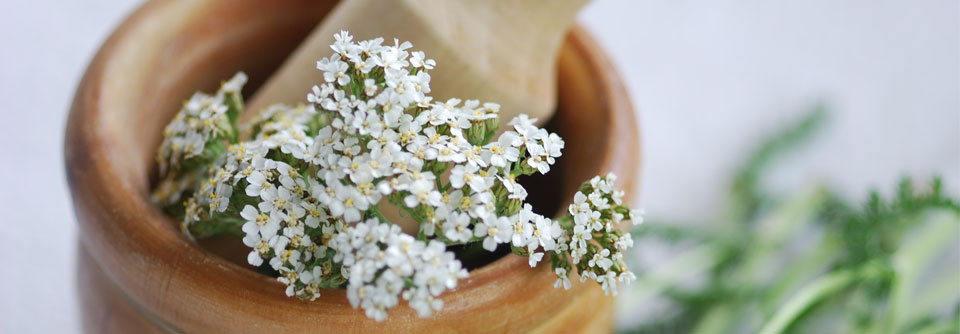 In der Phytotherapie wenig beachtet!: Die Schafgarbe Achilles, der größte Held der Griechen vor Troja, heilte mit der Schafgarbe die Wunden seiner Krieger.