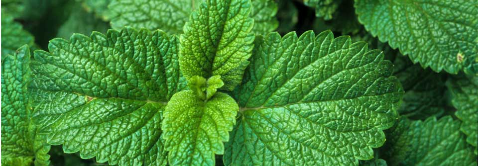 Eine vielseitige Heilpflanze: Die Melisse Die pharmakologischen Eigenschaften dieser Heilpflanze ergänzen sich ideal beim Krankheitsbild "funktionelle Magen- und Darmbeschwerden".