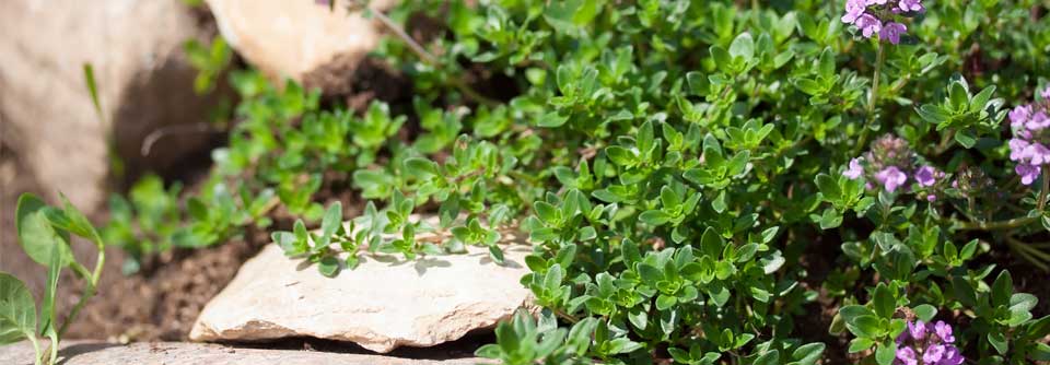 Phytotherapie bei Erkältungen: Was kann Thymian? Keine andere Heilpflanze gegen Erkältungen besitzt ein derartig breites Spektrum pharmakologischer Eigenschaften wie der Thymian.
