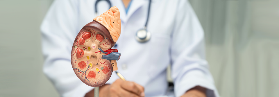 Kreatinin oder Cystatin? GFR richtig berechnen Aber Vorsicht: Funktionsstörungen der Schilddrüse und systemische Steroide verfälschen den Cystatin-C-Wert.