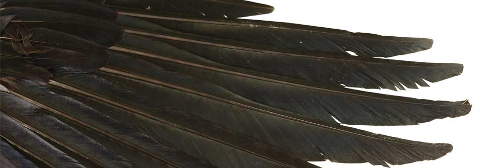 Skurriles aus der Medizingeschichte: Buhlsalben verleihen Flügel Wie Protokolle belegen, stellte die Befragung der vermeintlichen Hexen nach dem Gebrauch der Hexensalben einen Schwerpunkt in den Verhören der Inquisition dar.