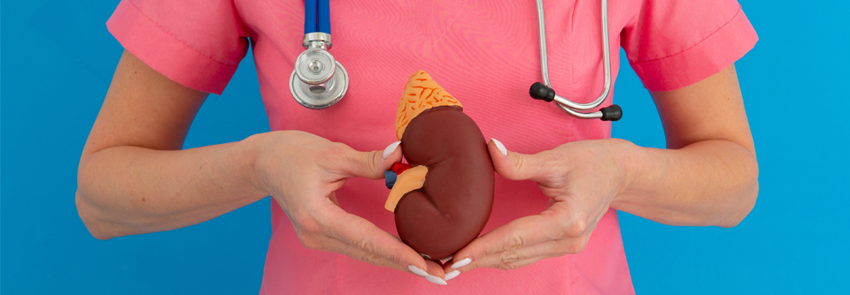 Lässt sich Hyperkaliämie bei diabetischer Nierenerkrankung voraussagen? Das Team analysierte zudem die Wirksamkeit und Sicherheit von Finerenon bei Patientinnen und Patienten mit unterschiedlichem Hyperkaliämierisiko.