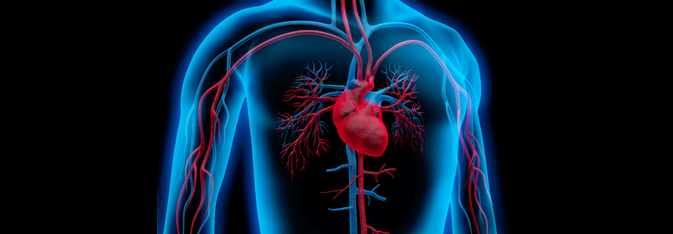 Herz-Kreislauferkrankungen führen in Deutschland und weltweit die Statistik der Todesursachen an.