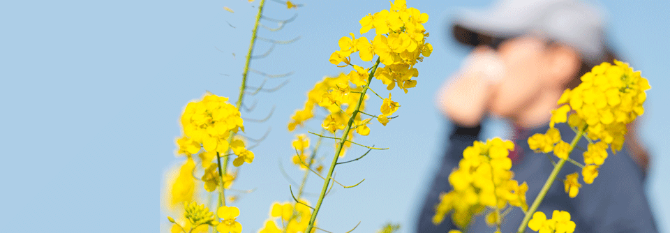 Das erste Arzneimittel für die Allergen-spezifische Immuntherapie einer Allergie gegen Pollen der Beifuß-Ambrosie ist seit Februar 2018 in Deutschland zugelassen.