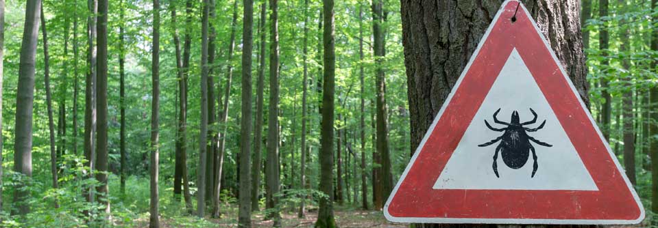 Zum allerersten Mal gibt es sogar Erkrankungsberichte aus den Niederlanden.