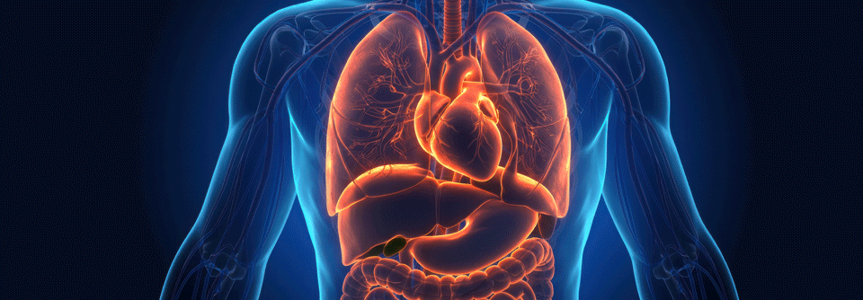 Die Prävalenz für Vorhofflimmern ist bei Männern im mittleren und höheren Alter fast zweimal so hoch wie bei Frauen.