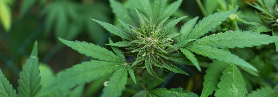 Ärztekammern gegen Onlineverschreibungen von Cannabis Die BÄK hält an ihrer Kernforderung fest, Medizinal-Cannabis wieder dem Betäubungsmittelgesetz zu unterstellen.