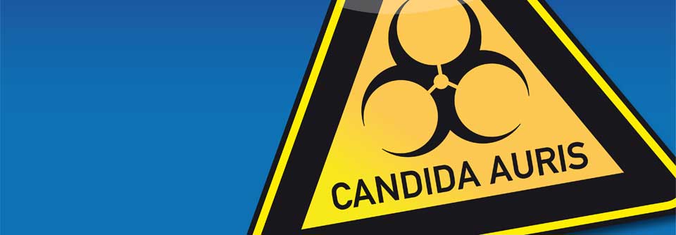 Sepsis: Ein Pilz verlangt Aufmerksamkeit Candida auris ist eine neue Pilzart, die vor wenigen Jahren zum ersten Mal in Japan beschrieben wurde.