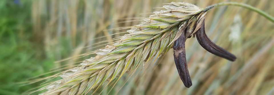„Secale cornutum“ befällt mit Vorliebe bei nass-feuchtem Klima das Getreide.
