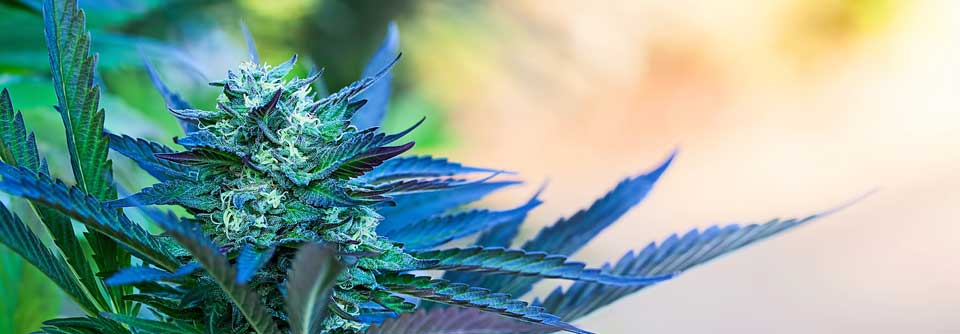  Um Cannabispräparate zu Lasten der Gesetzlichen Krankenversicherung (GKV) verordnen zu können, muss vorab ein Antrag bei der Krankenkasse gestellt werden. 