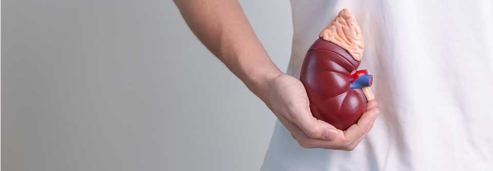 Nieren: Ist jeder Dritte nierenkrank? Laut Ergebnissen der DETECT-Studie leidet ein knappes Drittel aller Patienten in Hausarztpraxen an einer chronischen Nierenerkrankung.