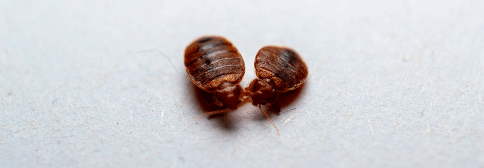 Die Berichte über den Befall mit Bettwanzen häufen sich Bei den Bettwanzen handelt es sich um Ektoparasiten, die die Haut befallen und Blut saugen.