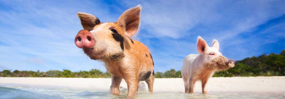  Wie kamen die "Schwimmenden Schweine" nach Big Major Cay? 