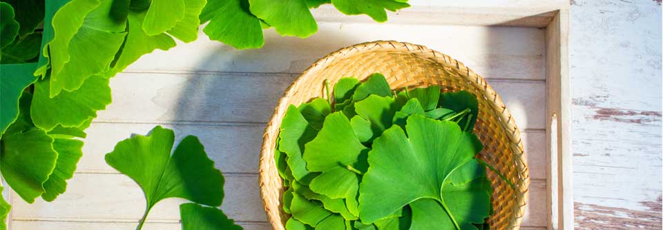 Ein enttäuschendes Ergebnis erbrachte eine aktuelle Analyse von Ginkgo-NEM.