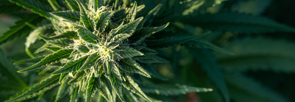 Cannabinoide in der Rheumatherapie Für die einen sind die Cannabinoide wahre Multitalente mit therapeutischem Potenzial, für die anderen ist und bleibt Cannabis eine Rauschdroge.