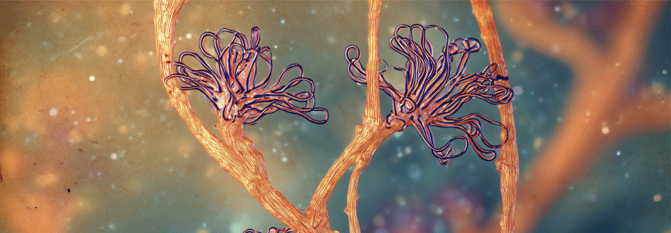 Der Klimawandel fördert die globale Ausbreitung von neuen pathogenen Pilzen