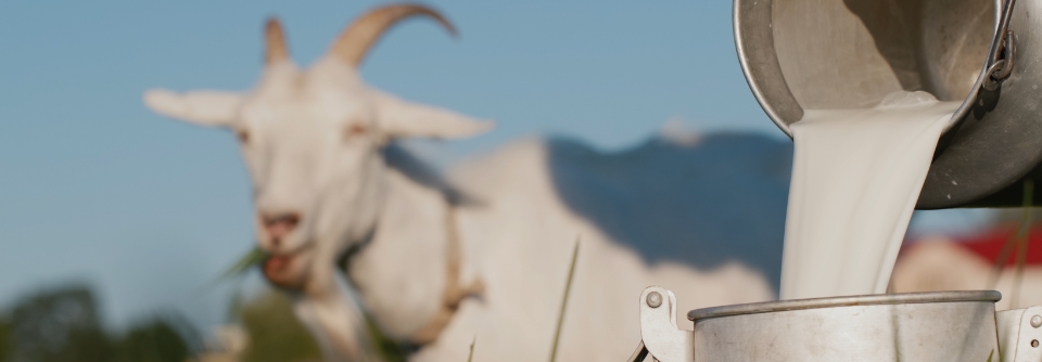 Trotz tolerierter Kuhmilch kann es in seltenen Fällen trotzdem zu einer isolierten Typ-I-Allergie auf die Milch anderer Widerkäuer kommen.