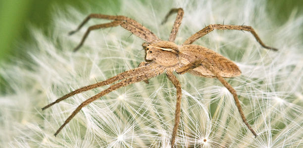 Fieber und Petechien: Giftspinne legt Gerinnung lahm