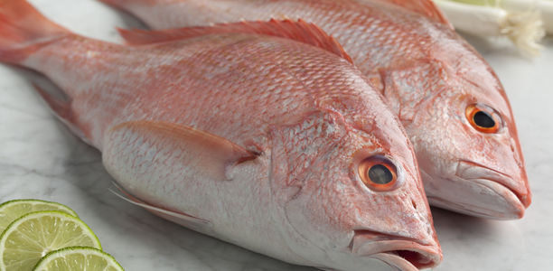 Quälende Beinschmerzen: Die Geißel des Red Snapper
