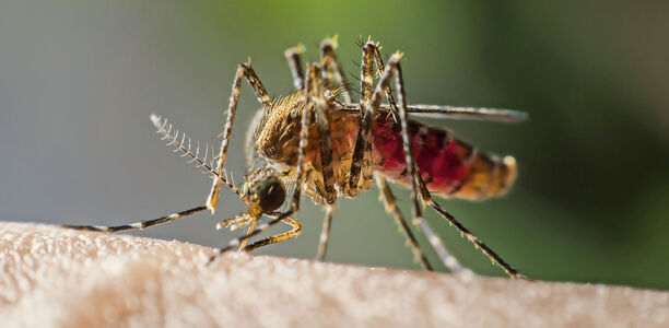 Unklares Fieber: Auch an Malaria denken Bei unklarem Fieber sollte gezielt nach einem Tropenaufenthalt gefragt werden.