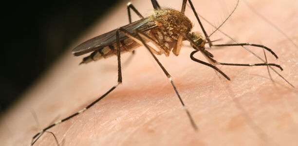 Infektionen: Warnung vor West-Nil-Virus Das Robert Koch-Institut (RKI) warnt vor einer Ausbreitung des West-Nil-Virus (WNV).