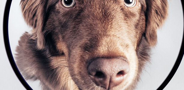 SARS-CoV-2: Hunde können Virusinfektionen unterscheiden Für die Studie setzte das Forschungsteam 12 Spürhunde ein.