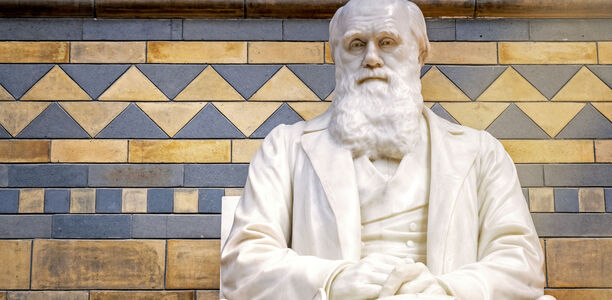 Eine Hommage an Charles Darwin: Das Darwin-Ohr und seine Höcker In "The Descent of Man, and Selection in Relation to Sex" investierte Darwin anderthalb Textseiten in die Feststellung, dass es Formvarianten im hinteren oberen Helixbereich der menschlichen Ohrmuschel gebe, die wohl ein Überbleibsel ehemals spitzer Ohren seien und gelegentlich beim Menschen wieder auftauchten.