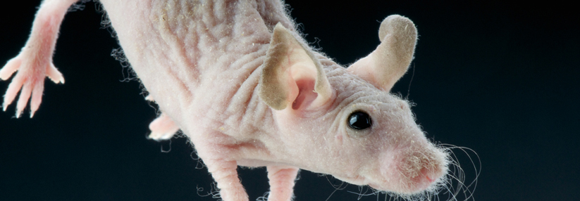 Bei melanomkranken Mäusen wirkt Sildenafil krebshemmend.