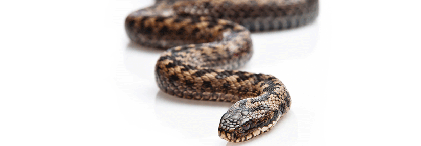 Patient und Ärzte hielten Kreuzotter-Biss für Bremsen-Attacke, bis Komplikationen auftraten Vipera berus liebt Moore, Heide und lichte Wälder.