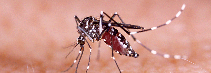 Grund für das Fieber kann unter anderem der Zika-Virus sein, der von Mücken übertragen wird.