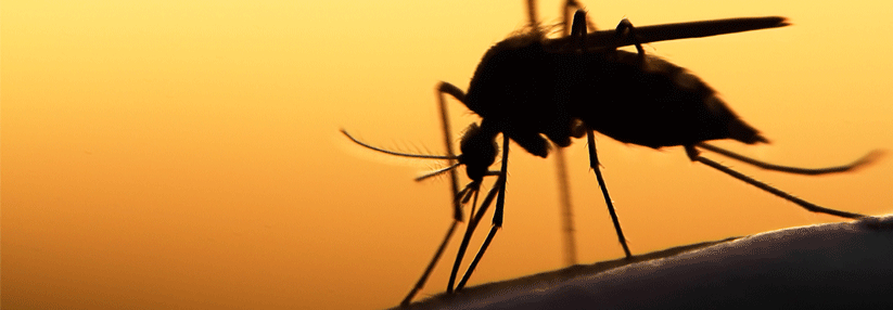 Die Mücken und damit auch bestimmte Krankheitserreger breiten sich rasant aus.