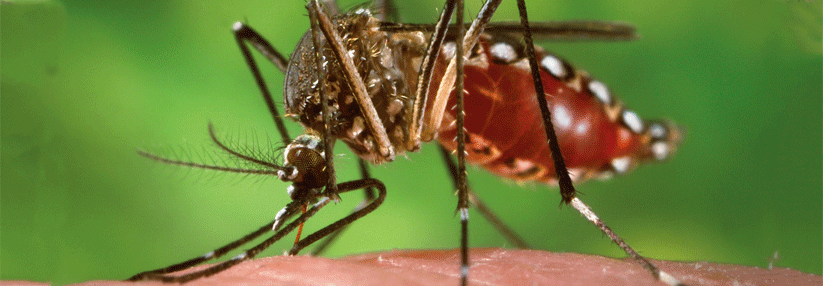Die nur 3–4 mm kleine Mücke Aedes aegypti überträgt Gelbfieber, Dengue, Zika und andere Viruserkrankungen. Sie ist weltweit in den Tropen und Subtropen verbreitet.