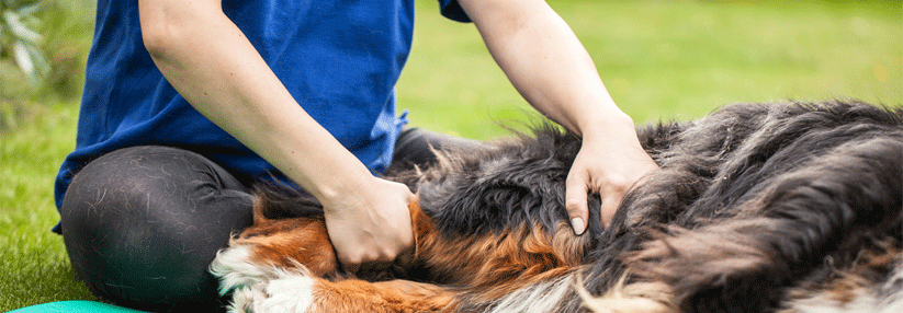 Hunde unterstützen Zahnarzt und Psychiater.