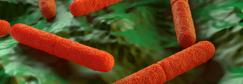 Das Bakterium Clostridium botulinum findet sich häufig in Fischprodukten und Gemüse, welches in Öl eingelegt wurde.