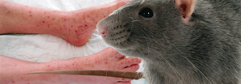 Neben Ratten können auch Mäuse, Eichhörnchen und nagetierfressende Haustiere die Erkrankung auslösen.