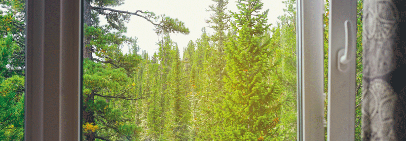 Vorhang auf für die Assoziation zwischen Wald und Mandelkern – die Kausalität ist aber noch unklar.