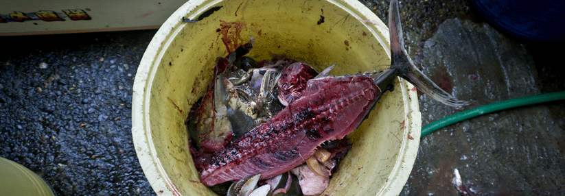 Schwere Intoxikationen treten beispielsweise nach dem Verzehr von verdorbenem Thunfisch auf.