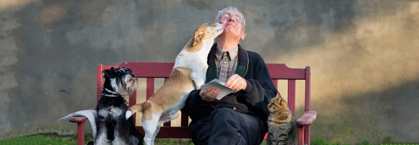 Knapp ein Drittel der Befragten gab an, einen Hund, eine Katze oder ein anderes Tier sein Eigen zu nennen. 