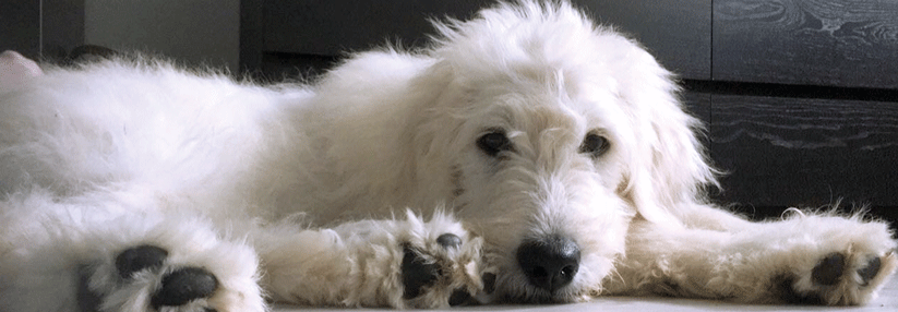 Etwa jeder Vierte reagiert allergisch auf Hunde- oder Katzenproteine.