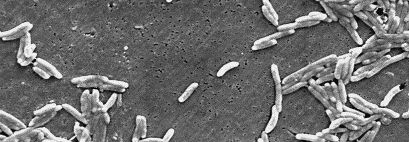 Bei 77 % der Masthühner wurden aufgrund einer Kontamination durch Darminhalt Campylobacter an der Halshaut gefunden.