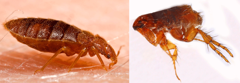 Links: Bettwanzen (Cimex lectularius) können bis zu 9 Millimeter groß werden. Rechts: Flöhe (Siphonaptera) zeichnen sich durch ihre kräftigen Hinterbeine aus, mit denen sie bis zu einem Meter springen können.