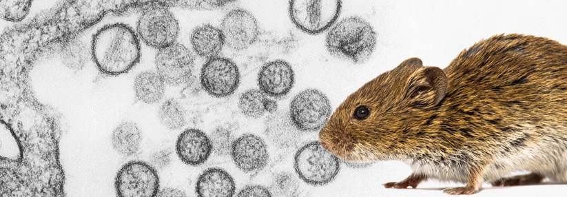 Sieht süß aus, kann aber gefährlich werden: Rötelmäuse übertragen Puumala-Viren, die ein hämorrhagisches Fieber mit renalem Syndrom verursachen können.