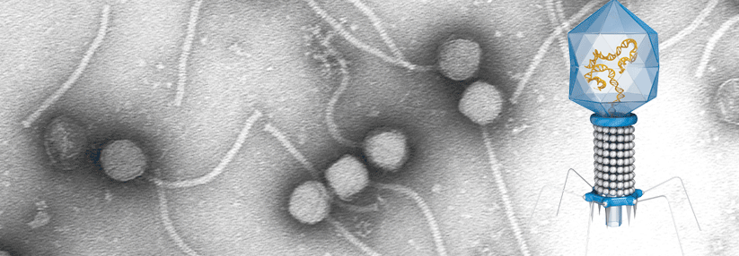Phagen vermehren sich nur in einer speziellen Bakterienart. Sind alle Vertreter lysiert, verschwinden auch die Viren. 