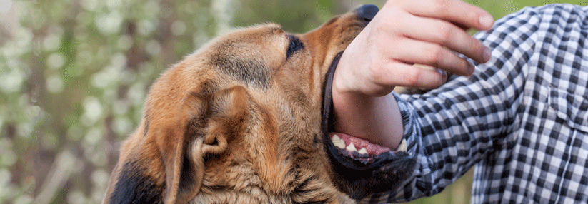 C. canimorsus ist ein typischer Keim der Mundflora von Hunden und Katzen und kann durch Bisse übertragen werden.