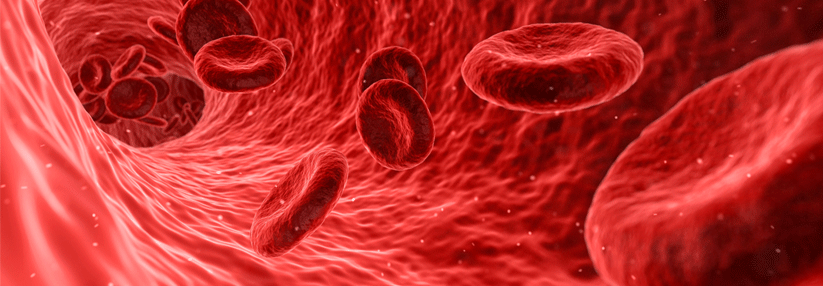 Sind in den roten Blutkörperchen nicht genügend Hämoglobine, so steigt auch das Risiko einer späteren Demenz.