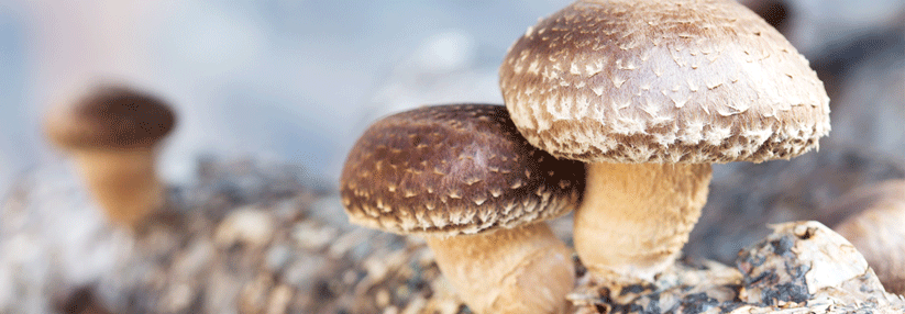 Laut Hersteller befanden sich keine Shiitake-Pilze im Vollkostriegel – die Dermatitis widersprach jedoch dieser Aussage.