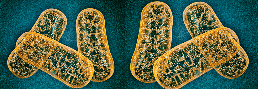 Eine Mutation in der mitochondrialen DNA führt zum MIDD.