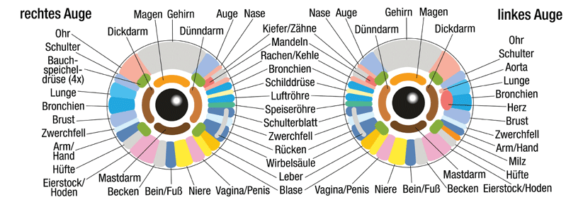 Verschiedene Areale der Iris stehen für verschiedene Körperregionen.